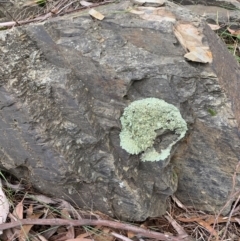 Parmeliaceae (family) at Acton, ACT - 10 Jun 2021