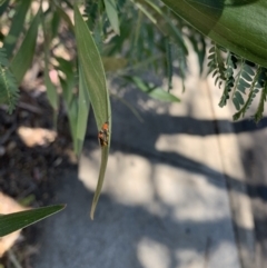 Chauliognathus tricolor at Acton, ACT - 5 Mar 2021