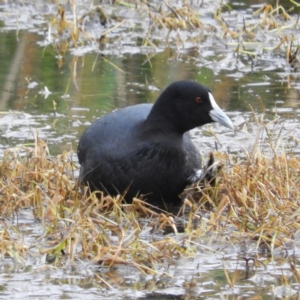 Fulica atra at Fyshwick, ACT - 12 Jun 2021 02:18 PM