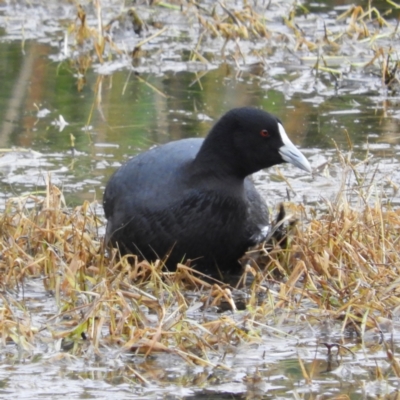 Fulica atra (Eurasian Coot) at Fyshwick, ACT - 12 Jun 2021 by MatthewFrawley