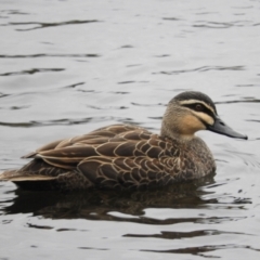 Anas superciliosa (Pacific Black Duck) at Jerrabomberra Wetlands - 12 Jun 2021 by MatthewFrawley