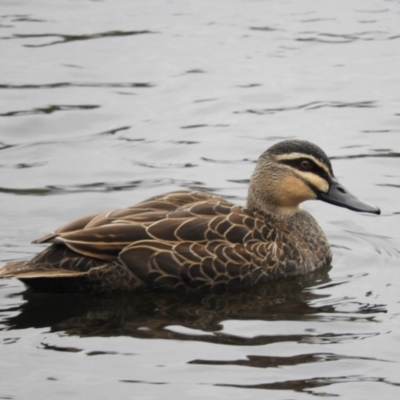 Anas superciliosa (Pacific Black Duck) at Fyshwick, ACT - 12 Jun 2021 by MatthewFrawley