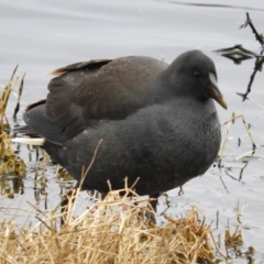 Gallinula tenebrosa (Dusky Moorhen) at Fyshwick, ACT - 12 Jun 2021 by MatthewFrawley