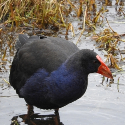 Porphyrio melanotus (Australasian Swamphen) at Fyshwick, ACT - 12 Jun 2021 by MatthewFrawley