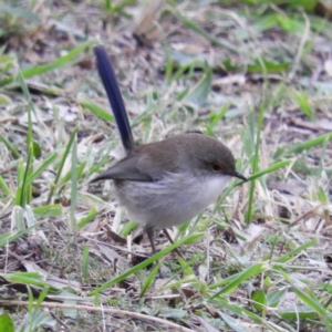 Malurus cyaneus at Fyshwick, ACT - 12 Jun 2021 02:33 PM