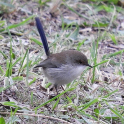 Malurus cyaneus (Superb Fairywren) at Fyshwick, ACT - 12 Jun 2021 by MatthewFrawley