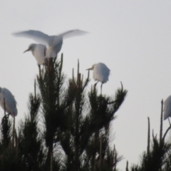 Bubulcus coromandus at Dunlop, ACT - 13 Jun 2021