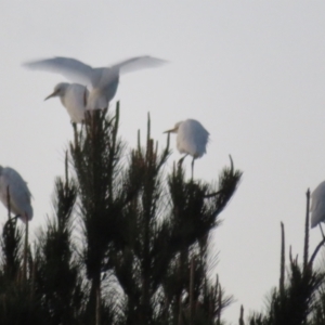 Bubulcus coromandus at Dunlop, ACT - 13 Jun 2021