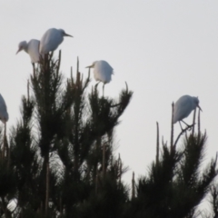 Bubulcus coromandus at Dunlop, ACT - 13 Jun 2021