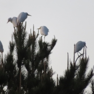 Bubulcus coromandus at Dunlop, ACT - 13 Jun 2021 05:12 PM