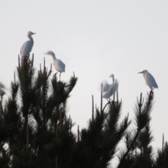 Bubulcus coromandus at Dunlop, ACT - 13 Jun 2021