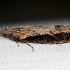 Strepsicrates infensa (an Olethreutine moth) at Melba, ACT - 14 Oct 2020 by Bron