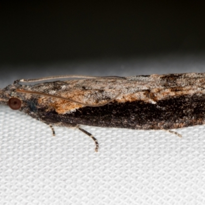 Strepsicrates infensa (an Olethreutine moth) at Melba, ACT - 14 Oct 2020 by Bron