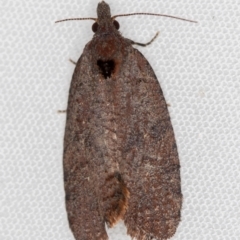 Rupicolana orthias (A tortrix or leafroller moth) at Melba, ACT - 13 Oct 2020 by Bron
