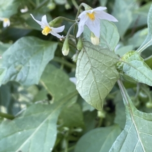 Solanum nigrum at Majura, ACT - 13 Jun 2021