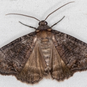 Dysbatus undescribed species at Melba, ACT - 11 Oct 2020