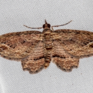 Chloroclystis filata at Melba, ACT - 11 Oct 2020 11:22 PM