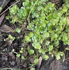 Lunularia cruciata at Kowen, ACT - 13 Jun 2021