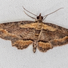 Chloroclystis filata (Filata Moth, Australian Pug Moth) at Melba, ACT - 11 Oct 2020 by Bron