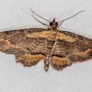 Chloroclystis filata at Melba, ACT - 11 Oct 2020