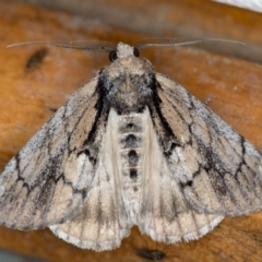 Rhuma argyraspis (Webbed Grey) at Melba, ACT - 11 Oct 2020 by Bron