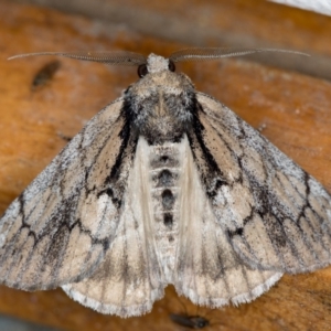 Rhuma argyraspis at Melba, ACT - 11 Oct 2020 11:44 PM