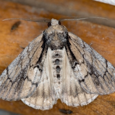 Rhuma argyraspis (Webbed Grey) at Melba, ACT - 11 Oct 2020 by Bron