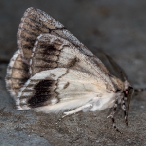 Rhuma argyraspis at Melba, ACT - 11 Oct 2020 11:44 PM