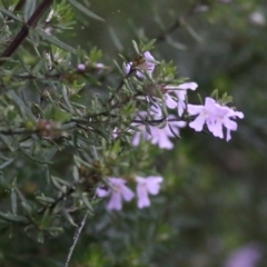 Westringia eremicola (Slender Western Rosemary) at Wodonga - 12 Jun 2021 by Kyliegw