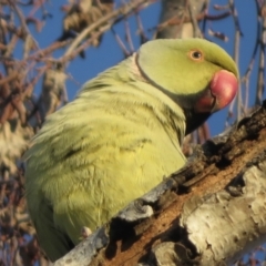 Psittacula krameri (Rose-ringed Parakeet) at Narrabundah, ACT - 12 Jun 2021 by RobParnell