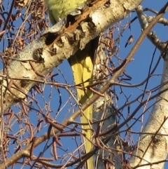 Psittacula krameri at Narrabundah, ACT - 13 Jun 2021 07:49 AM