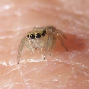 Salticidae (family) at Narrabundah, ACT - 13 Jun 2021