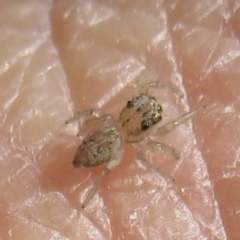 Salticidae (family) at Narrabundah, ACT - 13 Jun 2021