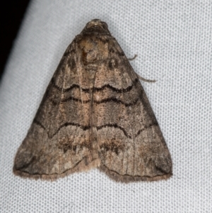 Dysbatus undescribed species at Melba, ACT - 5 Oct 2020 01:38 AM