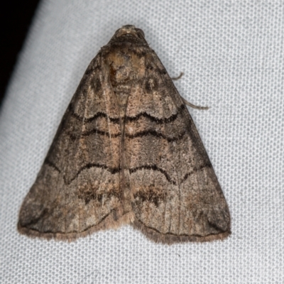 Dysbatus undescribed species (A Line-moth) at Melba, ACT - 5 Oct 2020 by Bron