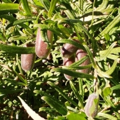 Billardiera scandens (Hairy Apple Berry) at The Pinnacle - 13 Jun 2021 by sangio7