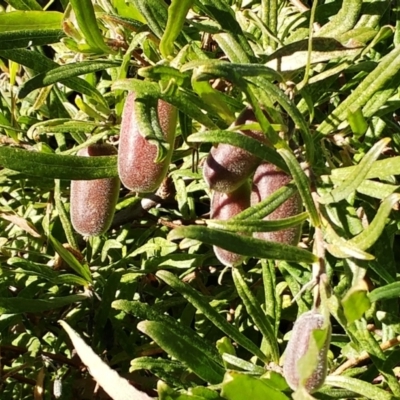 Billardiera scandens (Hairy Apple Berry) at The Pinnacle - 13 Jun 2021 by sangio7