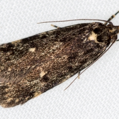 Barea codrella (A concealer moth) at Melba, ACT - 5 Oct 2020 by Bron