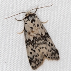 Thallarcha rhaptophora (Desert Footman) at Melba, ACT - 5 Oct 2020 by Bron