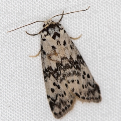 Thallarcha rhaptophora (Desert Footman) at Melba, ACT - 5 Oct 2020 by Bron