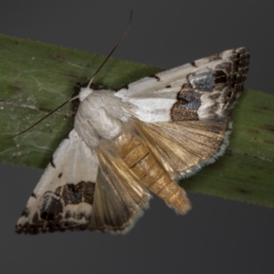 Armactica conchidia at Melba, ACT - 5 Oct 2020 11:40 PM