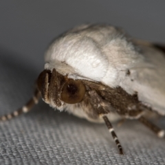 Armactica conchidia at Melba, ACT - 5 Oct 2020