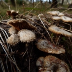 Lentinus fasciatus (Hairy Trumpet) at Boro - 11 Jun 2021 by Paul4K