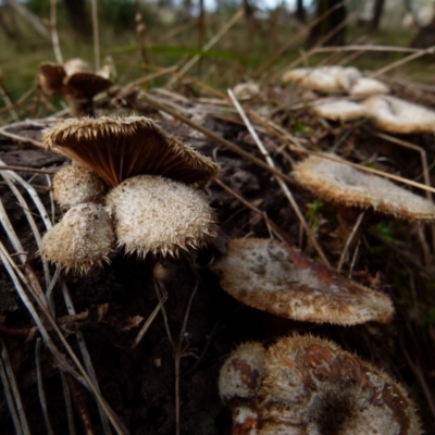 Lentinus fasciatus (Hairy Trumpet) at Boro - 11 Jun 2021 by Paul4K