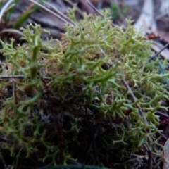 Cladia aggregata (A lichen) at Boro, NSW - 13 Jun 2021 by Paul4K