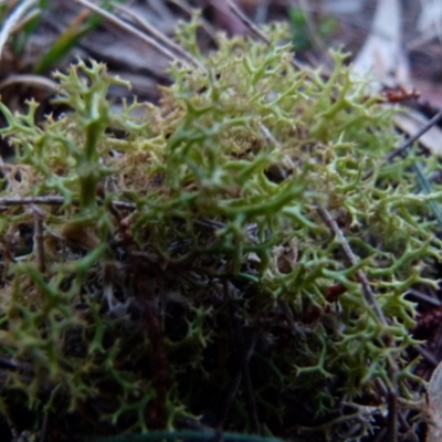 Cladia aggregata (A lichen) at Boro, NSW - 13 Jun 2021 by Paul4K