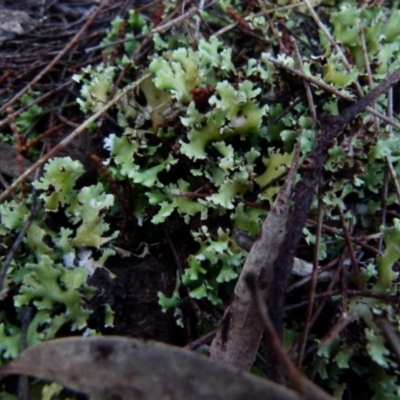 Heterodea sp. (A lichen) at Boro, NSW - 12 Jun 2021 by Paul4K