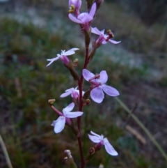 Stylidium graminifolium (Grass Triggerplant) at Boro, NSW - 12 Jun 2021 by Paul4K