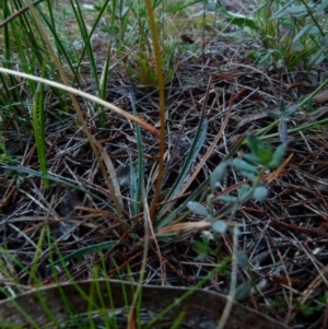 Stylidium graminifolium at Boro, NSW - 13 Jun 2021