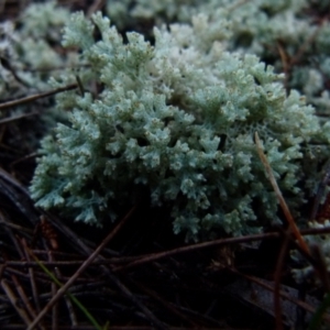 Cladia corallaizon at Boro, NSW - 13 Jun 2021